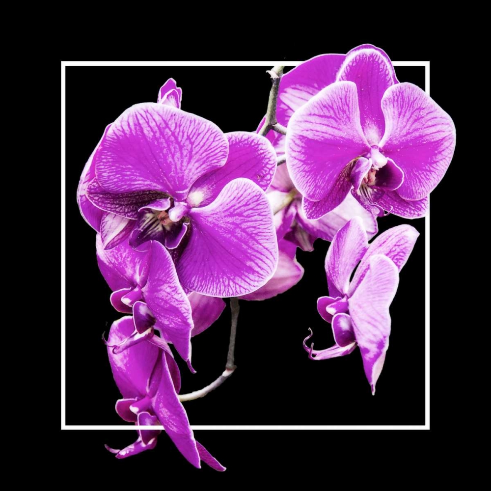 Orchids on Black V art print by Alan Hausenflock for $57.95 CAD