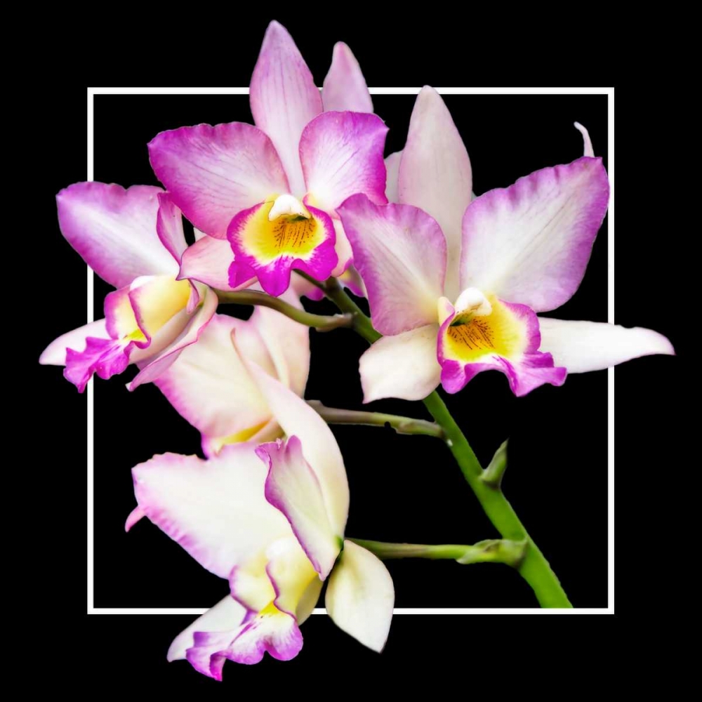 Orchids on Black VI art print by Alan Hausenflock for $57.95 CAD