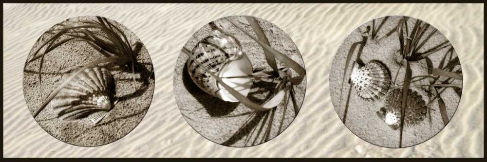 Shells art print by Alan Hausenflock for $57.95 CAD
