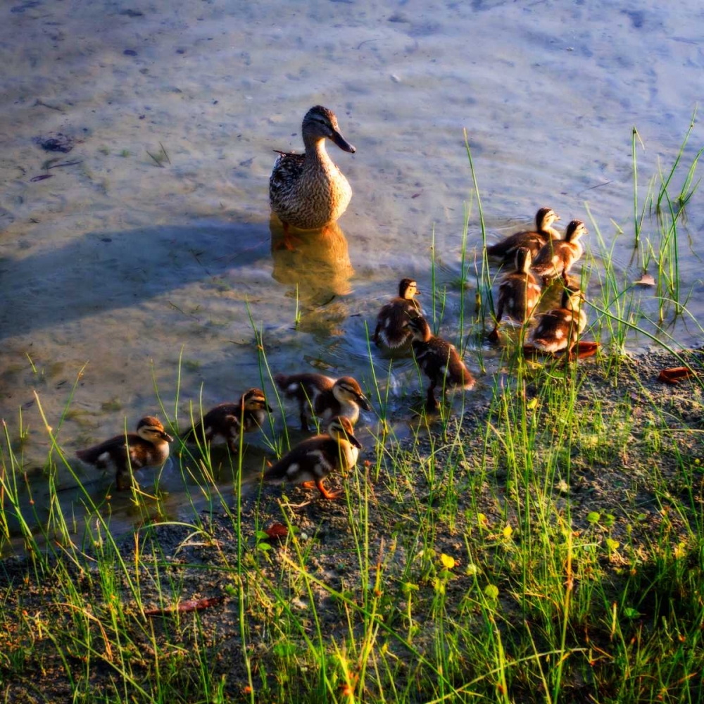 Mother Duck And Family I art print by Alan Hausenflock for $57.95 CAD