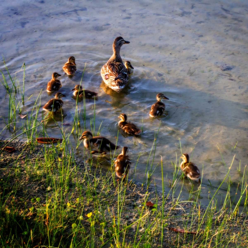 Mother Duck And Family II art print by Alan Hausenflock for $57.95 CAD