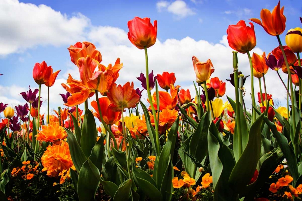 Tulip Parade I art print by Alan Hausenflock for $57.95 CAD