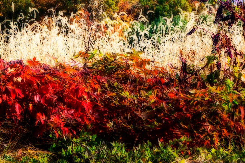 Color Of Fall I art print by Alan Hausenflock for $57.95 CAD
