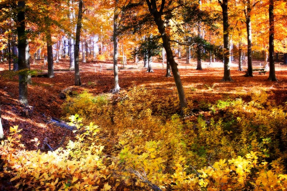 Hanover Forest I art print by Alan Hausenflock for $57.95 CAD