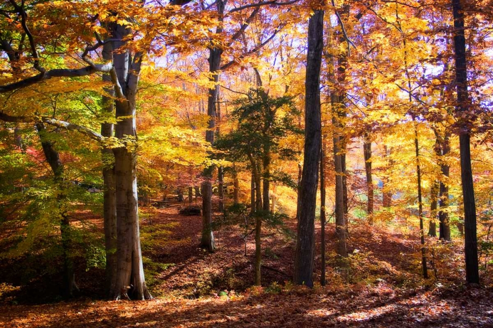 Hanover Forest II art print by Alan Hausenflock for $57.95 CAD