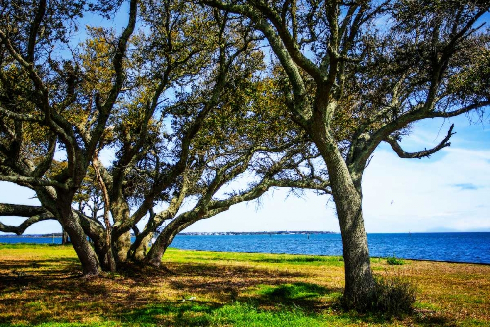 Live Oaks By The Bay I art print by Alan Hausenflock for $57.95 CAD