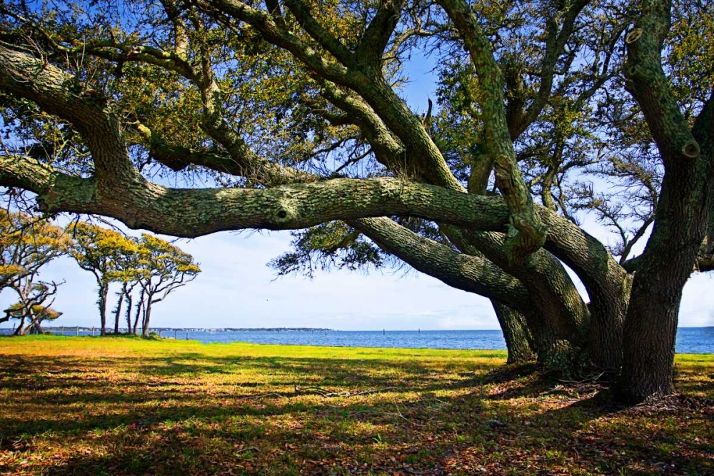 Live Oaks By The Bay II art print by Alan Hausenflock for $57.95 CAD