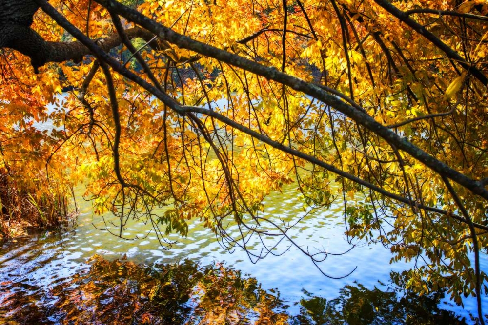 Autumn Reflections II art print by Alan Hausenflock for $57.95 CAD