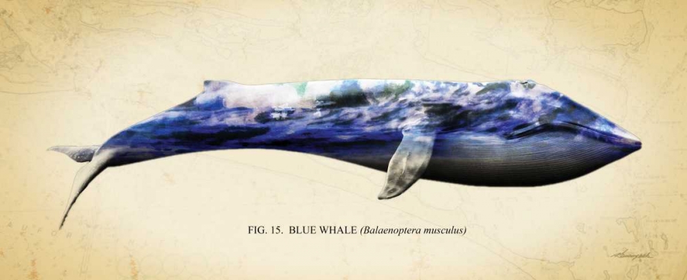 Blue Whale art print by Alan Hausenflock for $57.95 CAD