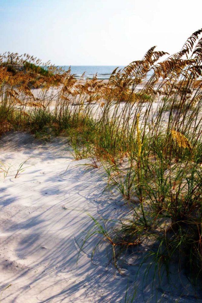 Sea Oats and Shadow II art print by Alan Hausenflock for $57.95 CAD