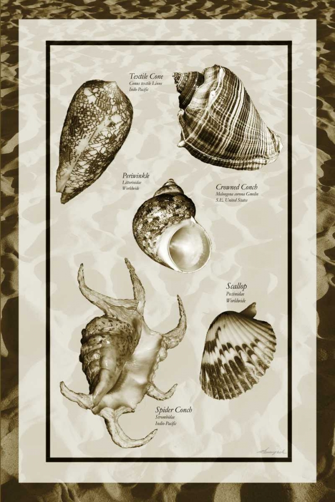 Sand and Shells I art print by Alan Hausenflock for $57.95 CAD