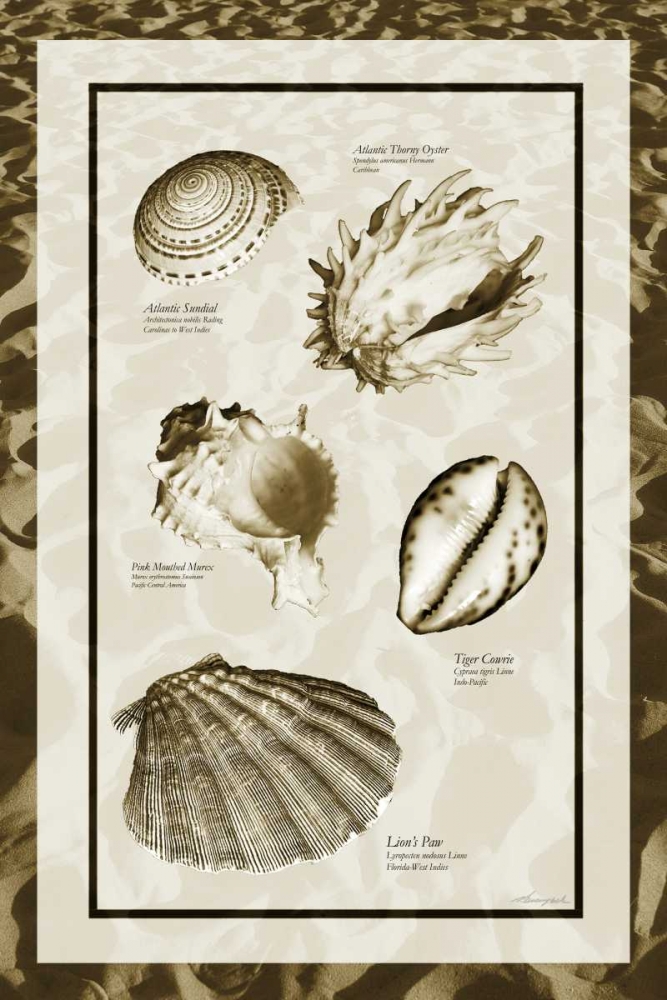 Sand and Shells II art print by Alan Hausenflock for $57.95 CAD