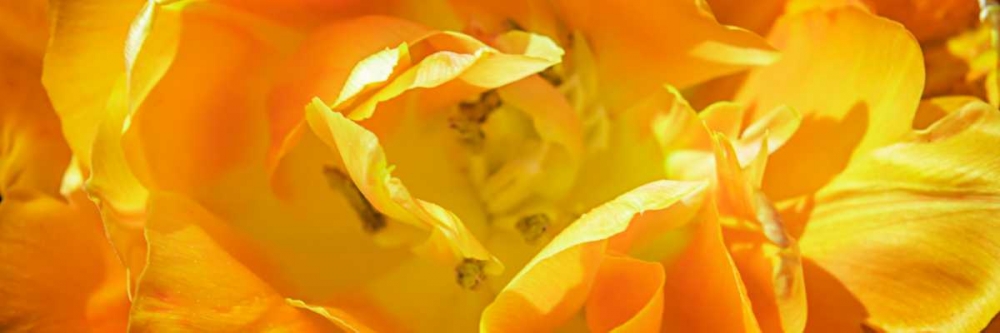 Petals II art print by Alan Hausenflock for $57.95 CAD