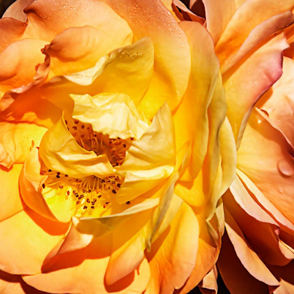 Yellow Fire Rose I art print by Alan Hausenflock for $57.95 CAD