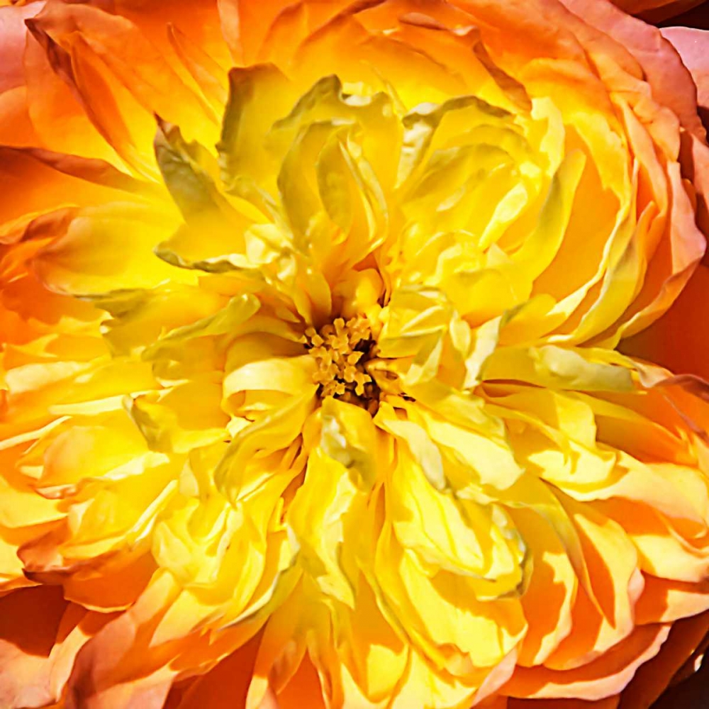 Yellow Fire Rose II art print by Alan Hausenflock for $57.95 CAD