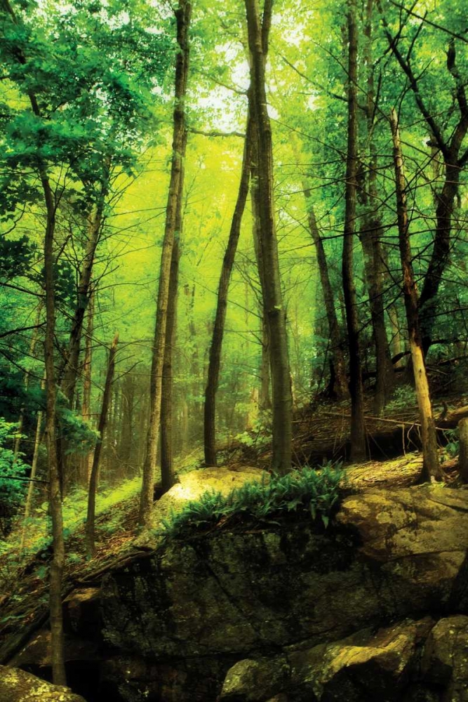 Deep Woods I art print by Alan Hausenflock for $57.95 CAD