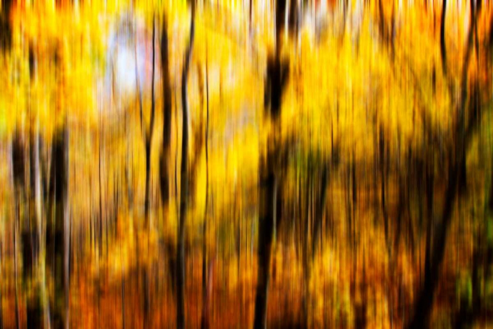 Autumn Impressions I art print by Alan Hausenflock for $57.95 CAD