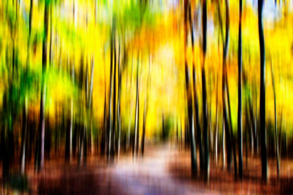 Autumn Impressions IV art print by Alan Hausenflock for $57.95 CAD