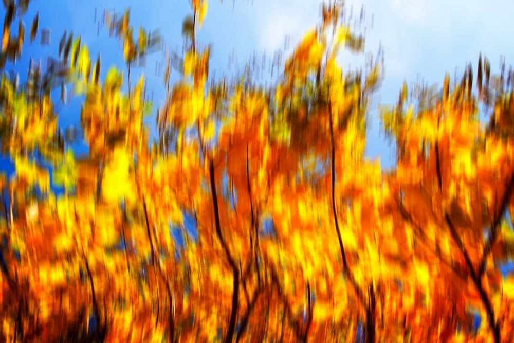 Autumn Impressions VI art print by Alan Hausenflock for $57.95 CAD