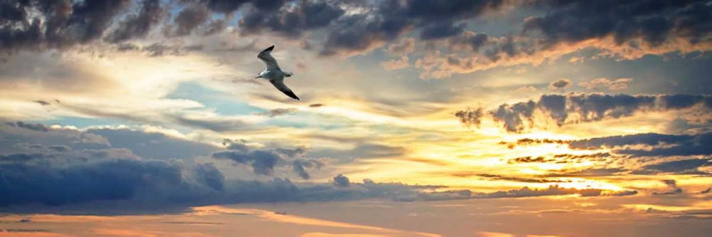 Gull Above the Sea I art print by Alan Hausenflock for $57.95 CAD