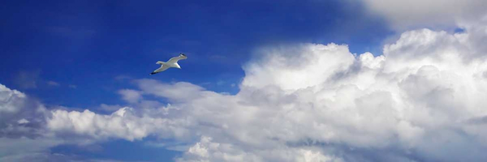 Gull Above the Sea II art print by Alan Hausenflock for $57.95 CAD