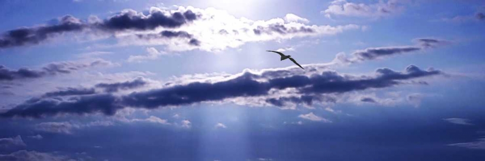 Gull Above the Sea III art print by Alan Hausenflock for $57.95 CAD