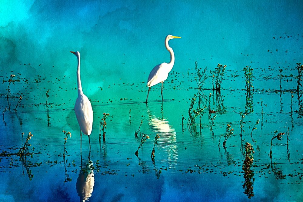 Wading Herons I art print by Alan Hausenflock for $57.95 CAD