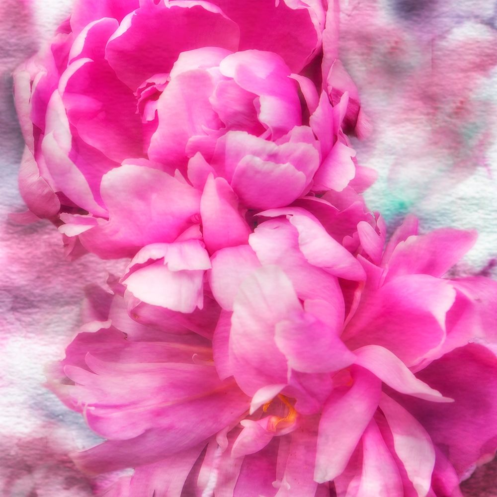 Pink Flowers II art print by Alan Hausenflock for $57.95 CAD
