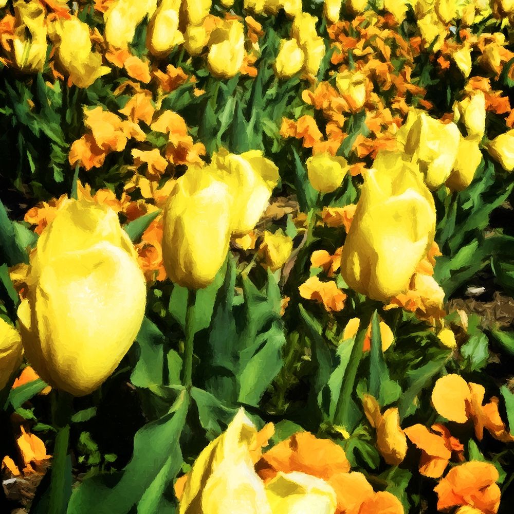 Yellow Tulips art print by Alan Hausenflock for $57.95 CAD