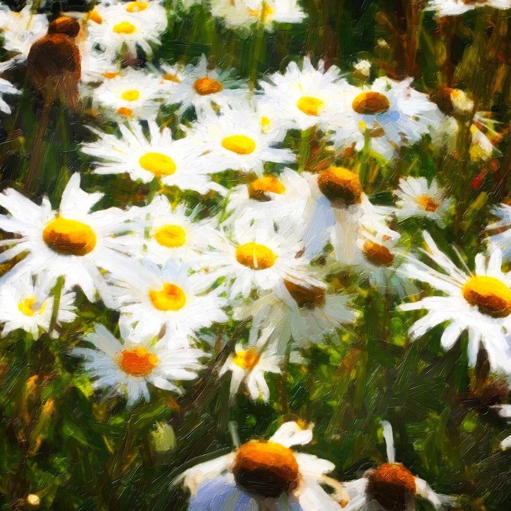 Sunlit Daisies art print by Alan Hausenflock for $57.95 CAD