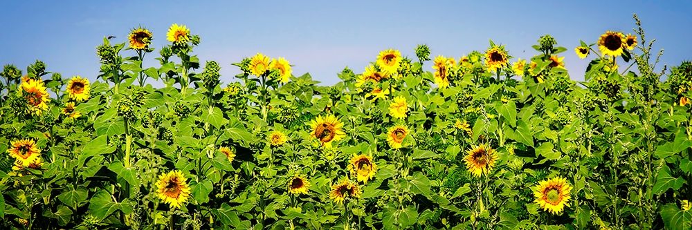 Sunny Sunflowers I art print by Alan Hausenflock for $57.95 CAD