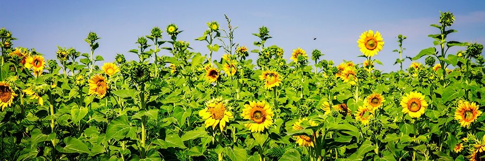 Sunny Sunflowers II art print by Alan Hausenflock for $57.95 CAD