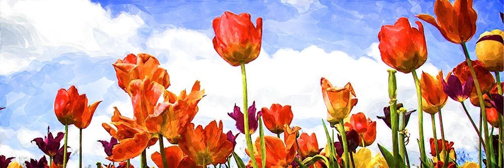 Tulips in the Sun I art print by Alan Hausenflock for $57.95 CAD