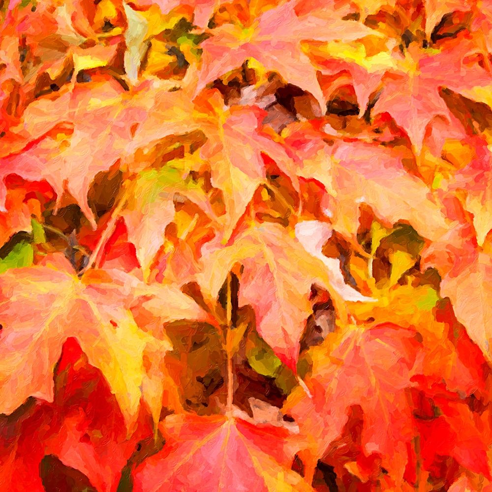 Autumn Leaves II art print by Alan Hausenflock for $57.95 CAD