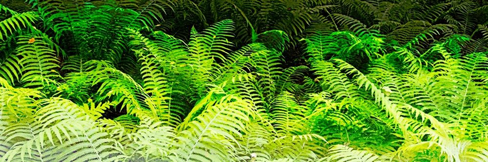 Forest Ferns I art print by Alan Hausenflock for $57.95 CAD