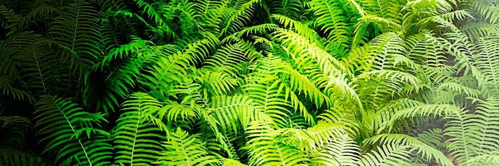 Forest Ferns II art print by Alan Hausenflock for $57.95 CAD