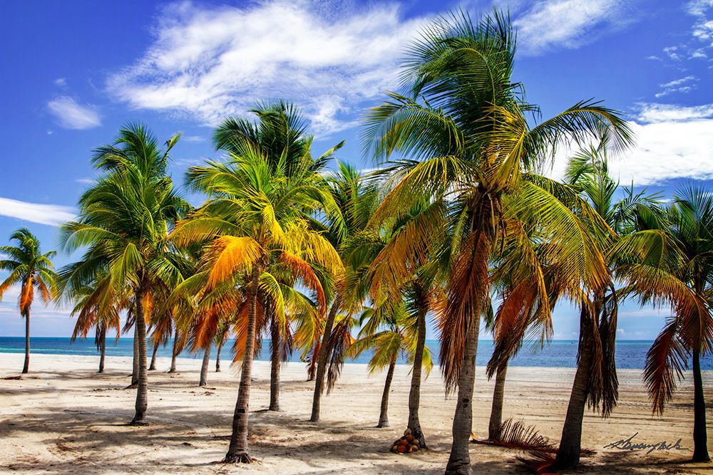 Palms on the Beach I art print by Alan Hausenflock for $57.95 CAD