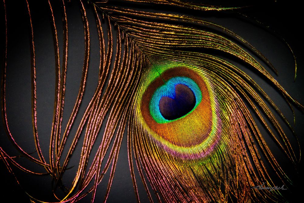 Peacock Feather I art print by Alan Hausenflock for $57.95 CAD