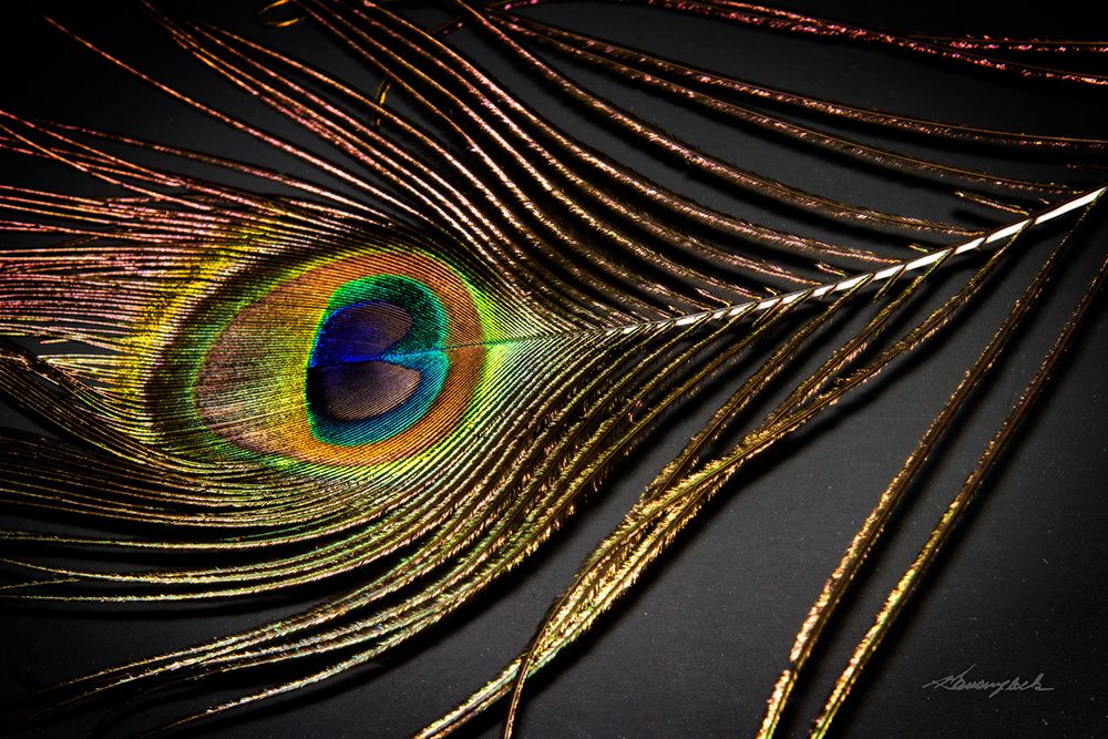 Peacock Feather II art print by Alan Hausenflock for $57.95 CAD