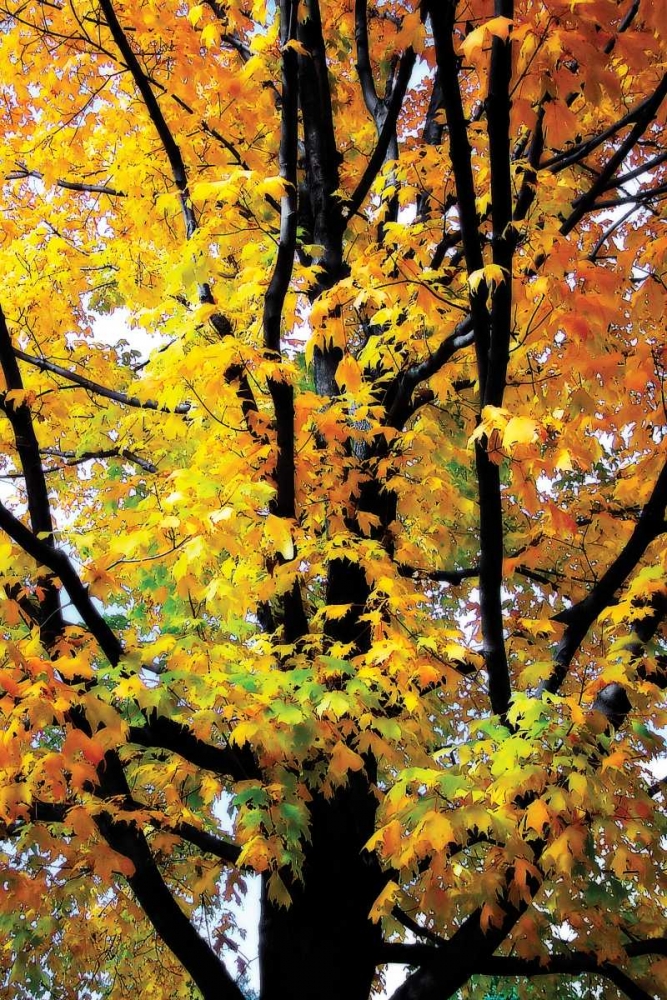 Autumn Color I art print by Alan Hausenflock for $57.95 CAD