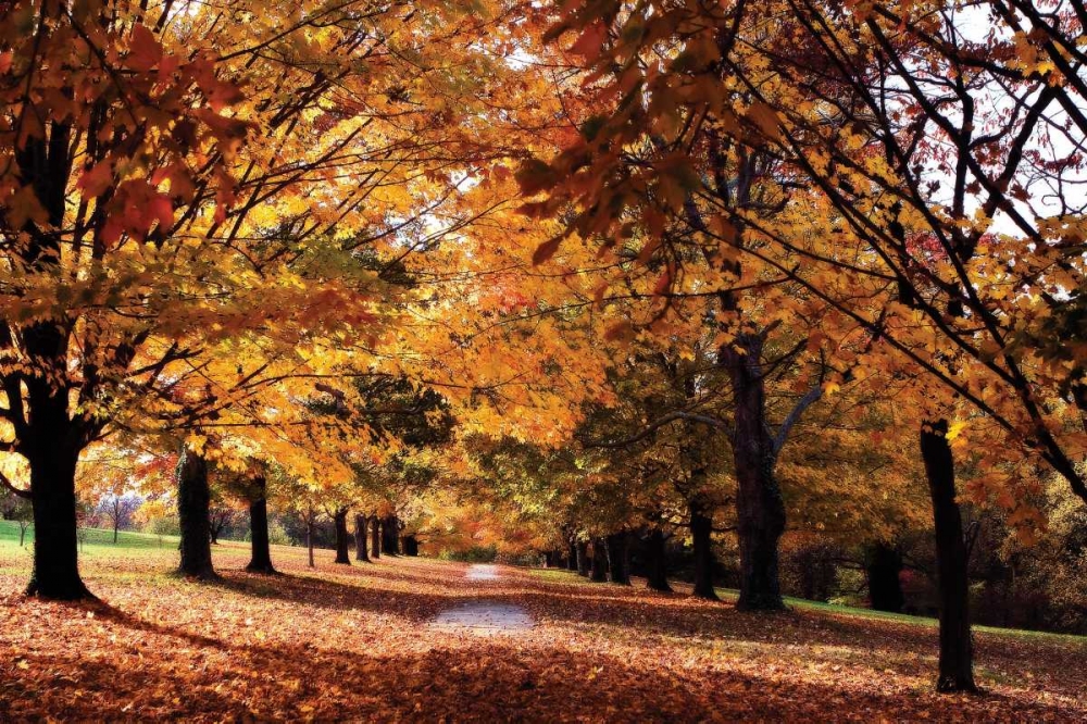 Maymont Maples II art print by Alan Hausenflock for $57.95 CAD