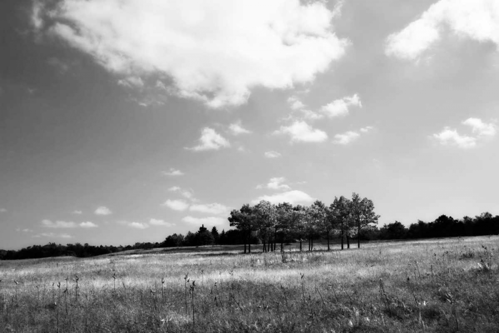 Tree Line I art print by Alan Hausenflock for $57.95 CAD