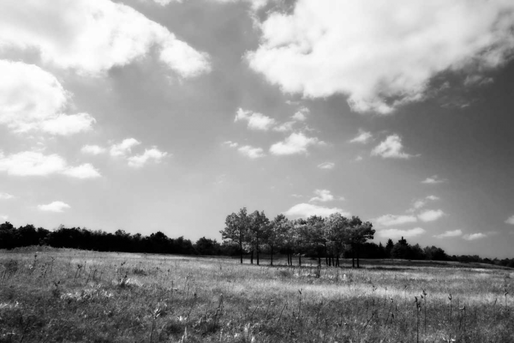 Tree Line II art print by Alan Hausenflock for $57.95 CAD