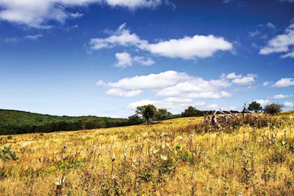 Big Meadow II art print by Alan Hausenflock for $57.95 CAD