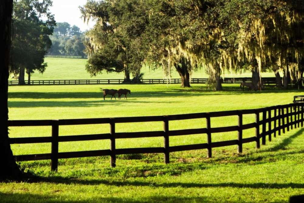 Serene Horses II art print by Alan Hausenflock for $57.95 CAD