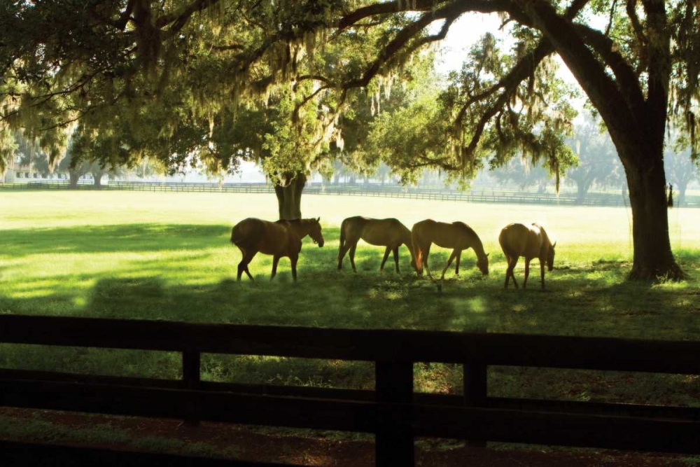 Horses in the Sunrise I art print by Alan Hausenflock for $57.95 CAD