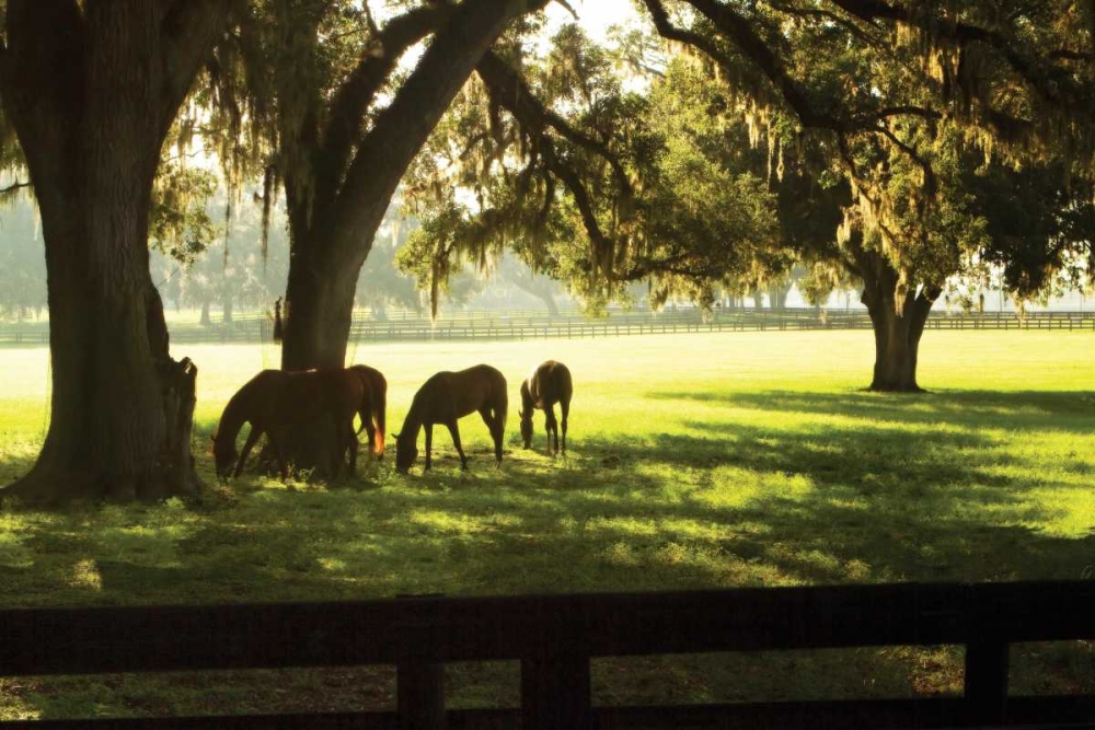 Horses in the Sunrise II art print by Alan Hausenflock for $57.95 CAD