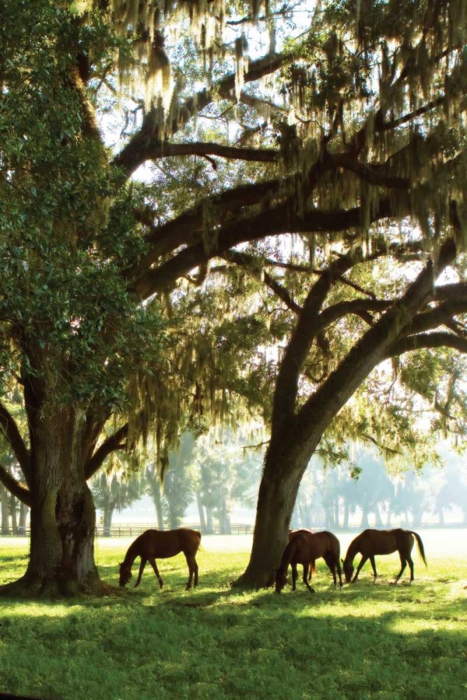 Horses in the Sunrise V art print by Alan Hausenflock for $57.95 CAD