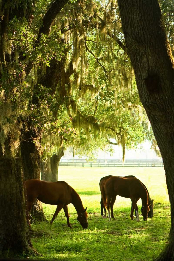 Horses in the Sunrise VI art print by Alan Hausenflock for $57.95 CAD