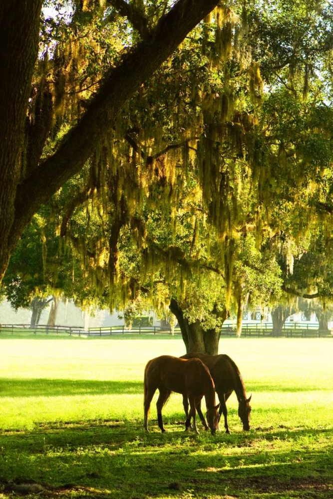 Horses in the Sunrise VIII art print by Alan Hausenflock for $57.95 CAD